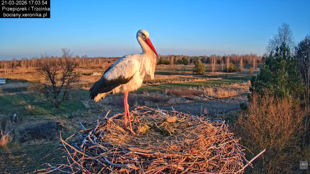 21032026bociany 25