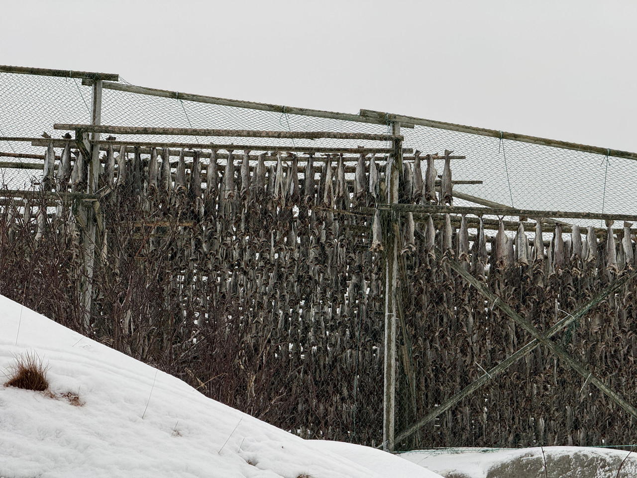 [Immagine: IMG-8588.jpg]