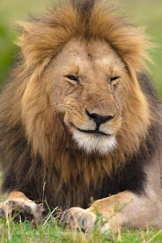 Smile-sly-Lion
