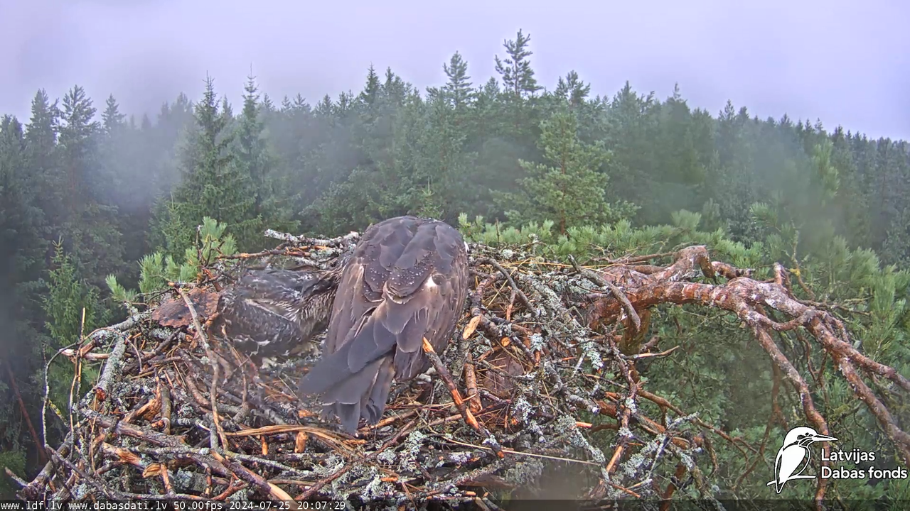 Zivju ērglis (Pandion haliaetus) Kurzemē - LDF tiešraide 15-19-29 screenshot