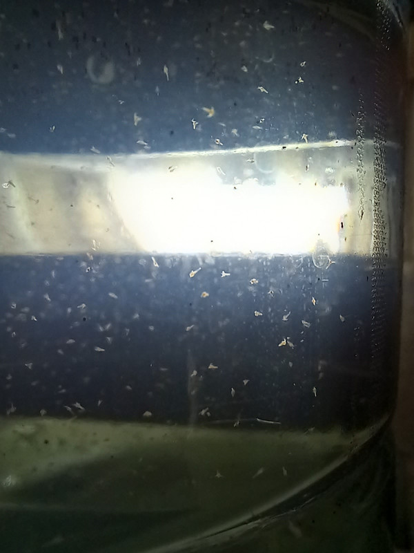 Cold water Artemia