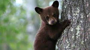 Policías son sancionados por permitir la tortura y muerte de un osezno