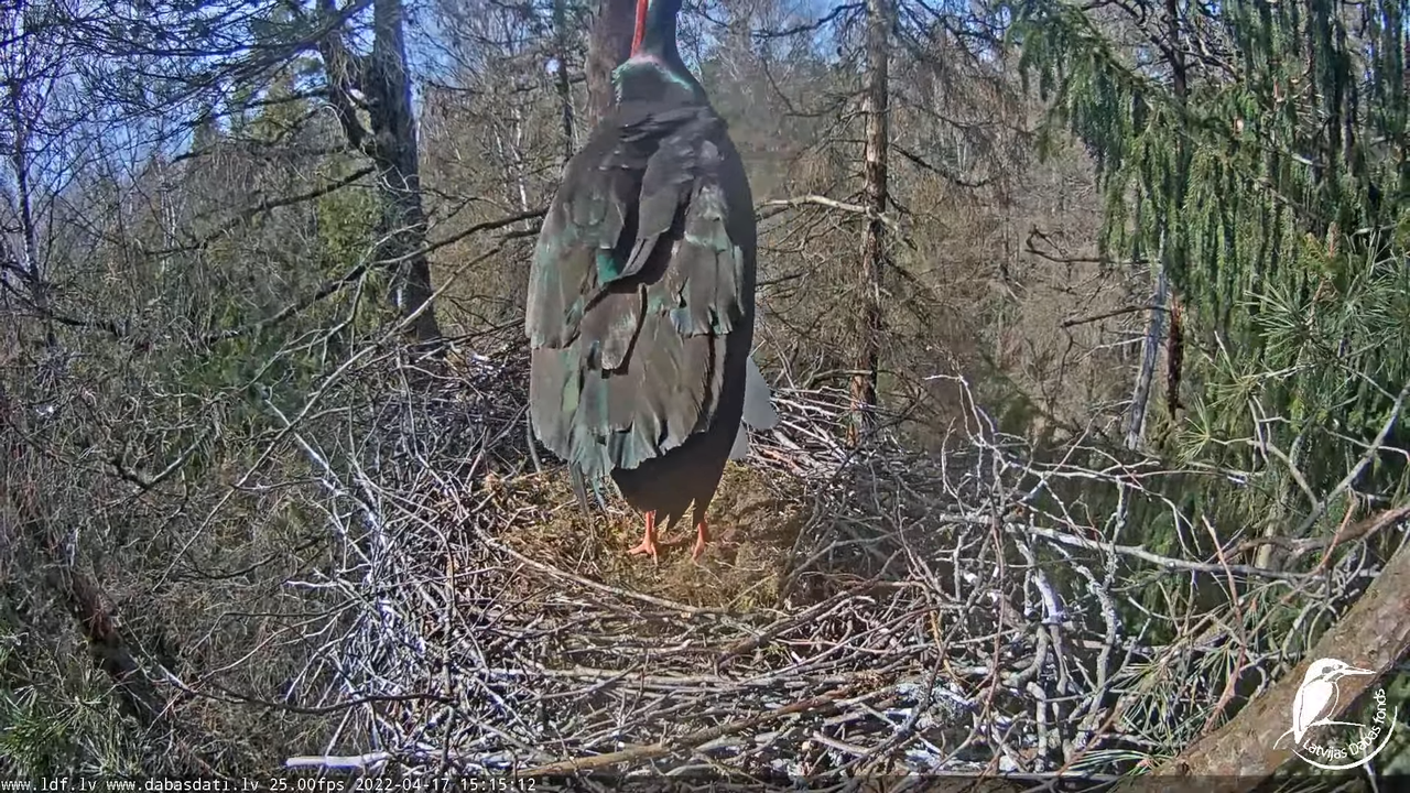 Melnais stārķis (Ciconia nigra) Siguldas novadā - LDF tiešraide 8-2-32 screenshot