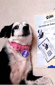 Pet Verificado