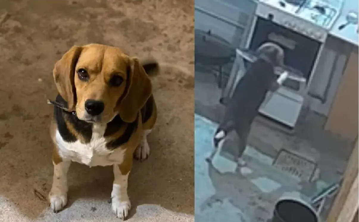 Perro se vuelve viral en TikTok por su ingeniosa manera de abrir el horno