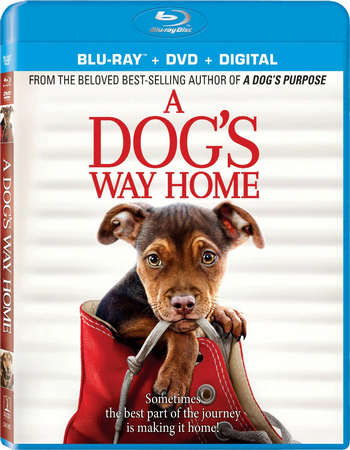 Download A Dog's Way Home (2019) 1080p BluRay 6CH 1.4GB