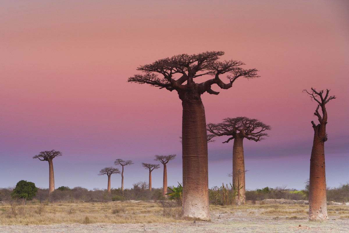 Baobab grove in Madagascar under soft morning light