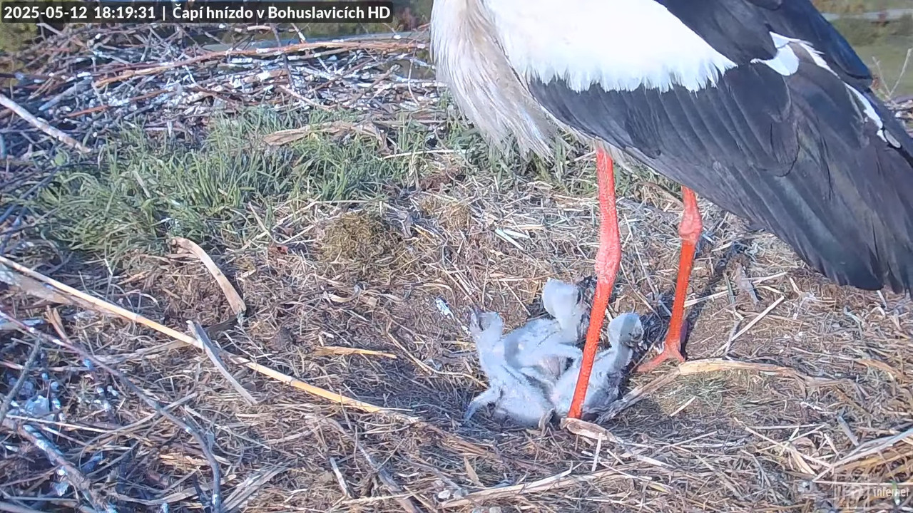 Tiešraide no stārķu skursteņa Bohuslavicē netālu no Trutnovas HD kvalitātē 10-26-55 screenshot