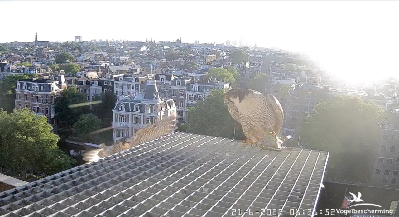 Amsterdam/Rijksmuseum screenshots © Beleef de Lente/Vogelbescherming Nederland - Pagina 30 Video-2022-06-21-062721-Moment-3