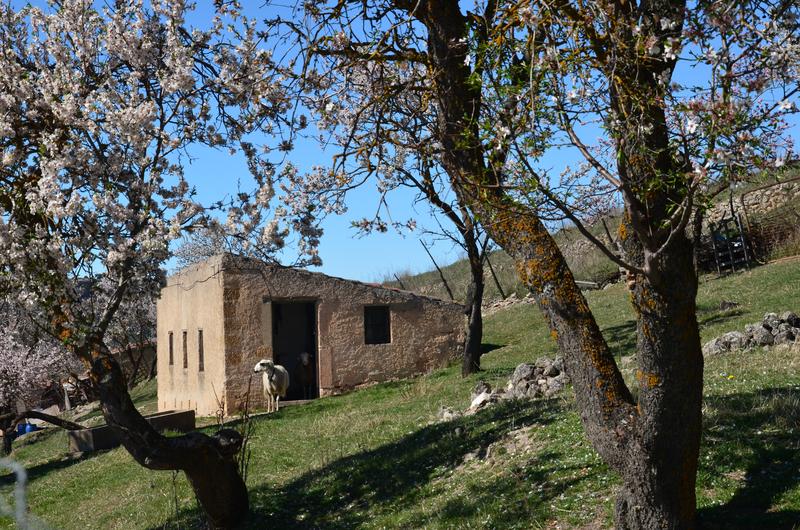 SEPULVEDA-18-3-2017-SEGOVIA - Los pueblos más bonitos de España-2010/2023 (25)