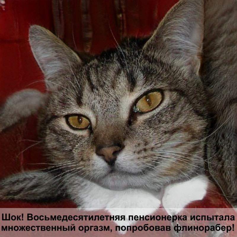 самая большая кошка британец