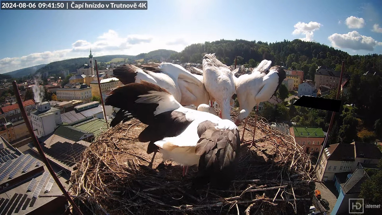 Tiešraidē no stārķa ligzdas uz alus darītavas skursteņa Trutnovā 12-22-5 screenshot