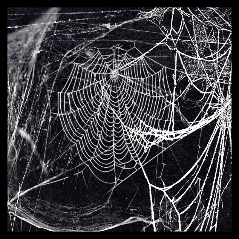 Spooky Webs Spooky Webs