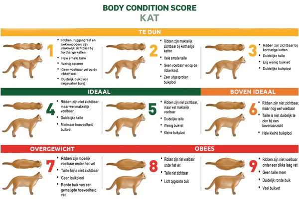 Body-Condition-Score-Kat