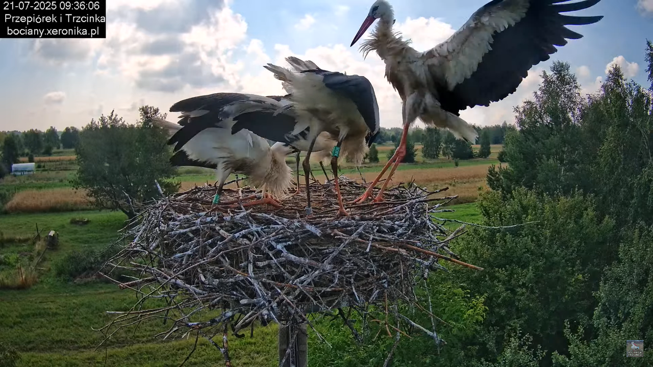 21072025bociany26