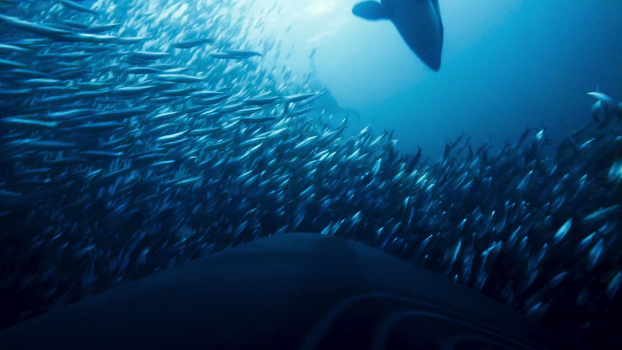 Blue Planet II (2017) - S01E01 - One Ocean (1080p BluRay x265 Im