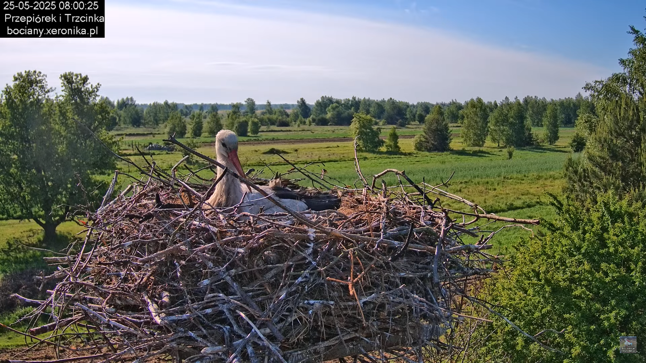 25052025bociany12