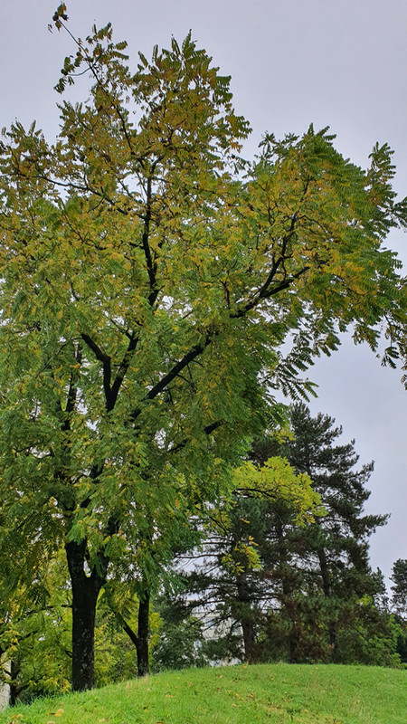 [Image: z20241002-103856.jpg]