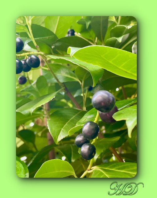 Laurel-hedge-berries-Framed-HD.jpg
