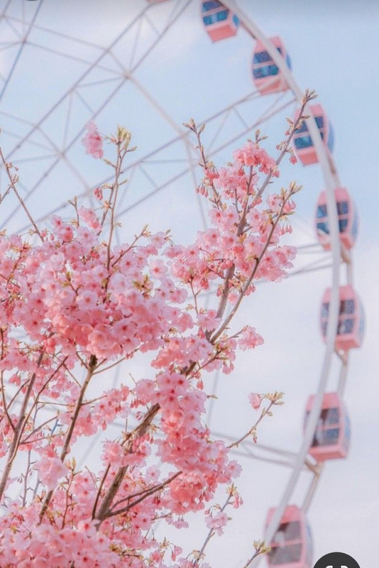 Screenshot_20240210_113116_Pinterest