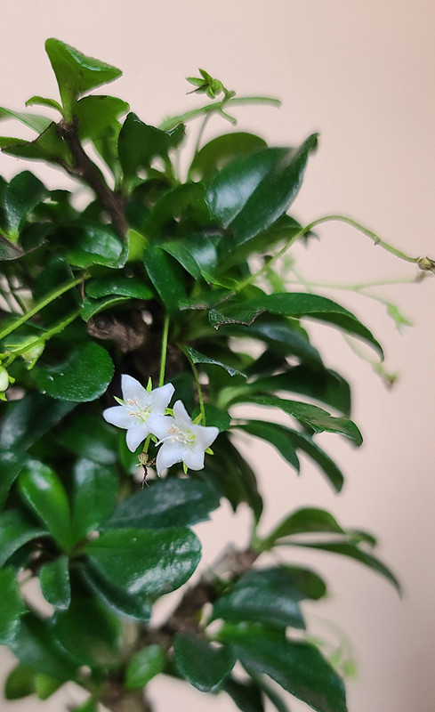 [Image: 20240724-163331.jpg]