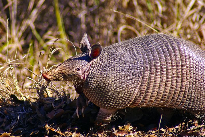 https://i.postimg.cc/cCZnbMgM/armadillo-tatu.jpg