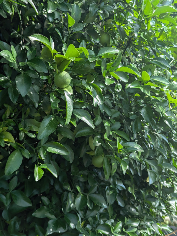 PXL_20240707_205503918