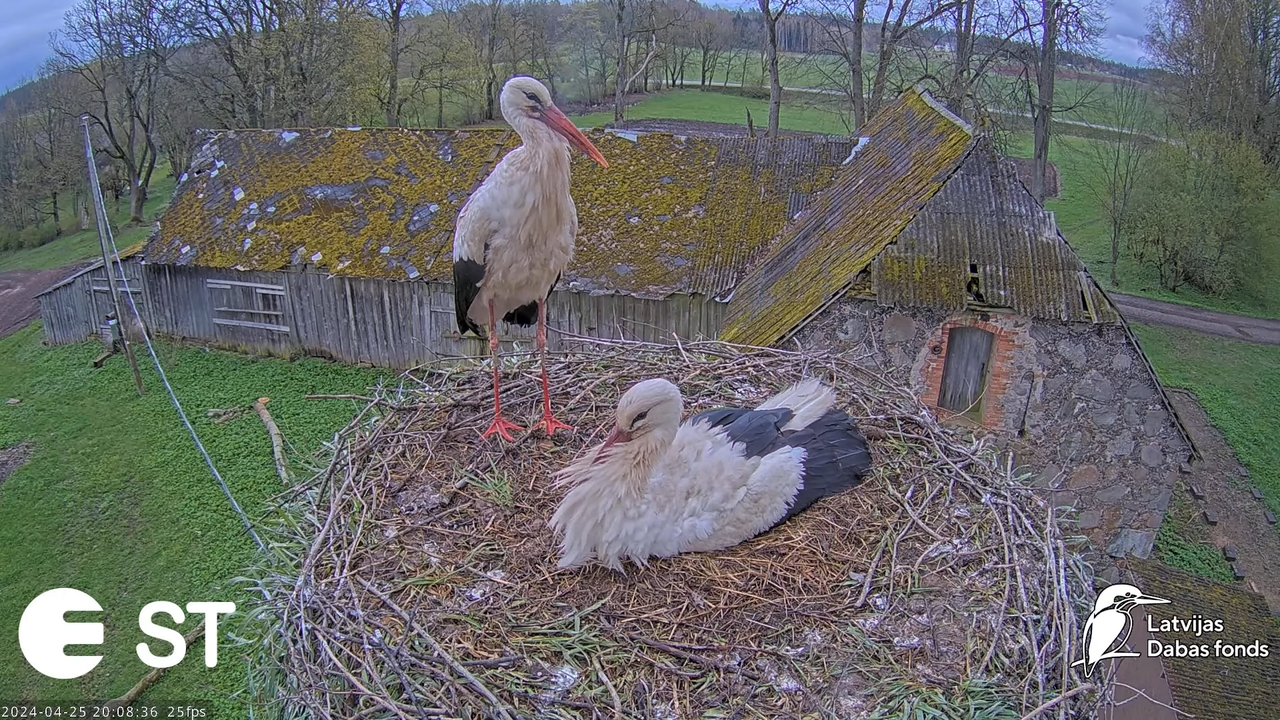 Baltie stārķi (Ciconia ciconia) Tukuma novadā - LDF tiešraide __ White storks in Tukums, Latvia 14-1
