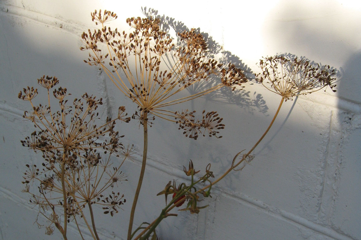 Изображение 291 (2)