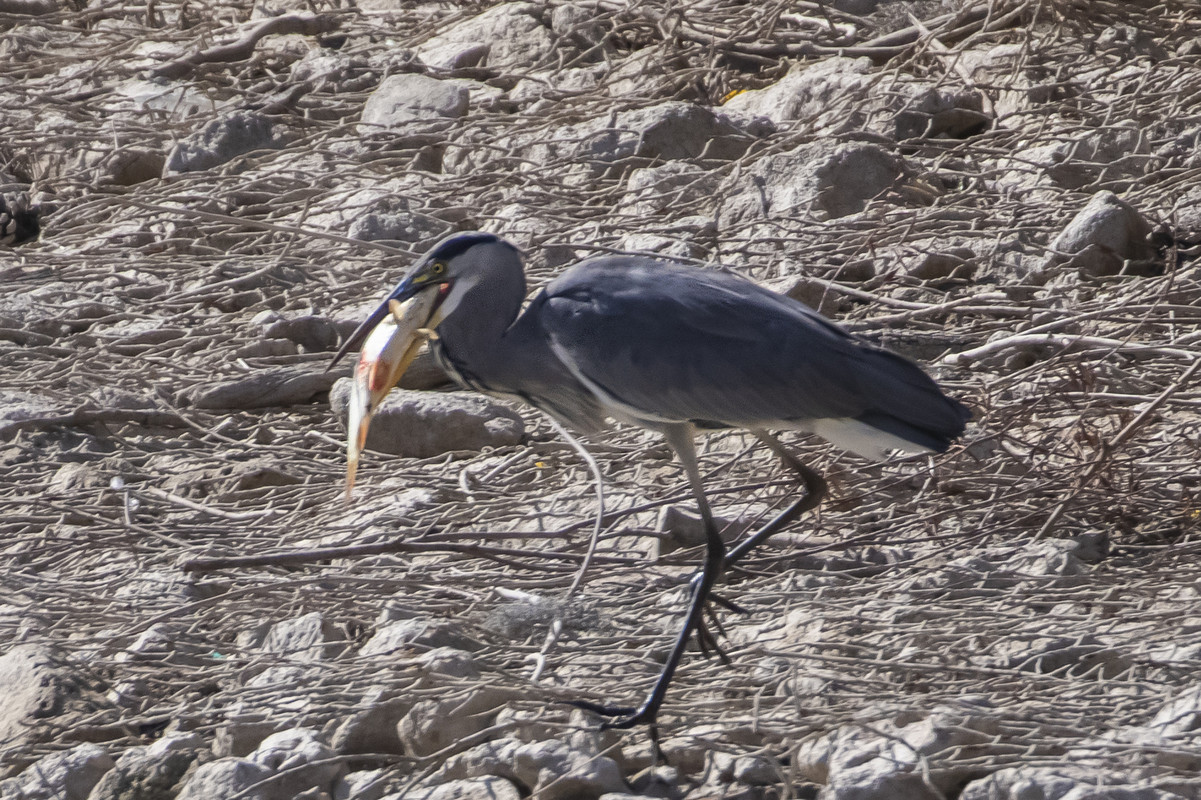 J27A8806-GENERINO e PESCE