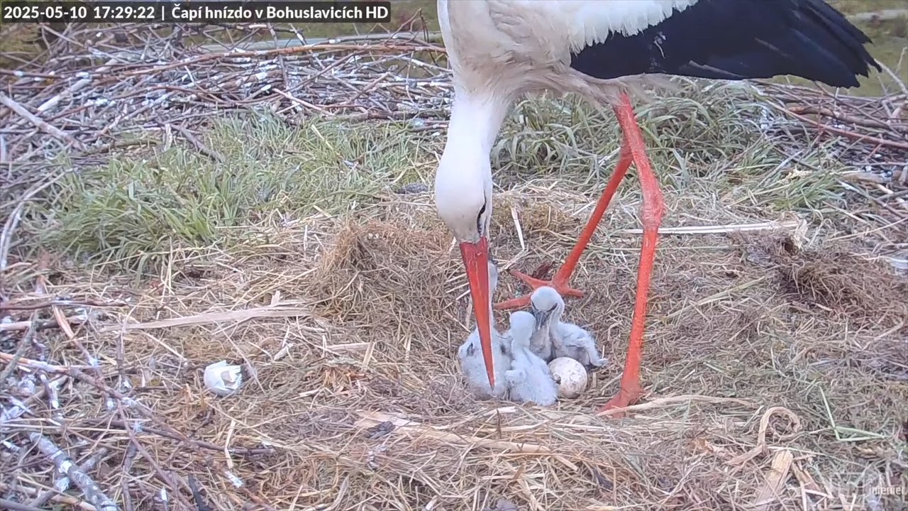 Atlikušo trīs stārķu izšķilšanās 2025. gadā _ ligzda Bohuslavicē netālu no Trutnovas 14-22 screensho