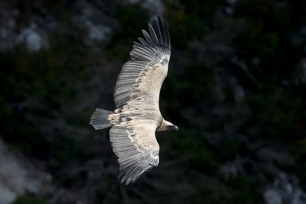 B-W-vulture-8910009-1280.webp