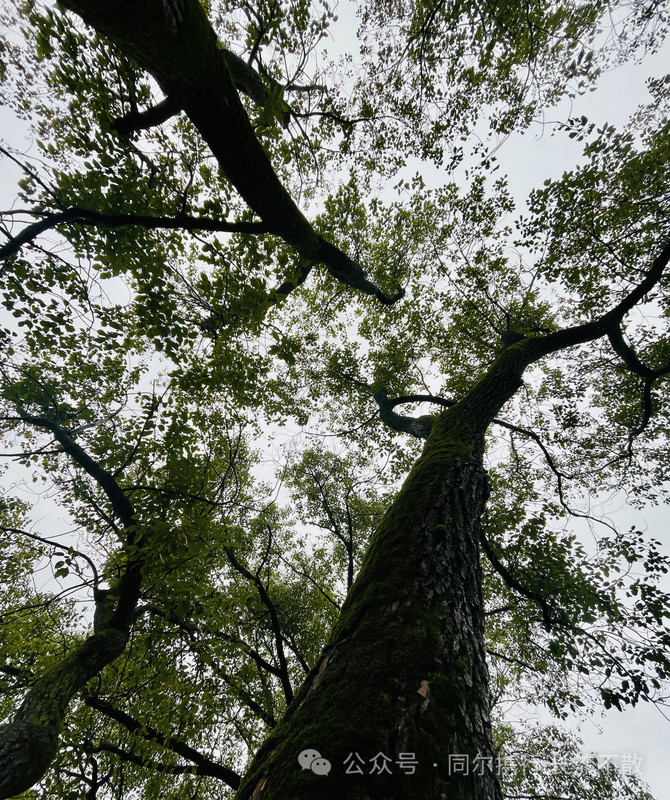 可能由于网络问题没显示出来