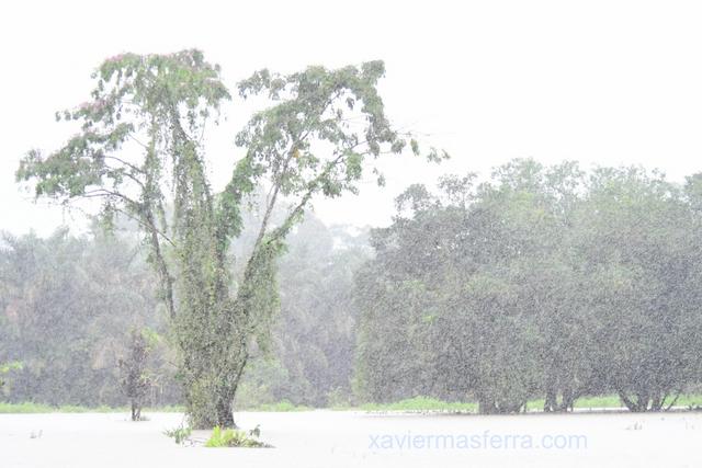 Ibiza-San José- Tortuguero - Costa Rica con niños. Julio-Agosto 2018 (5)