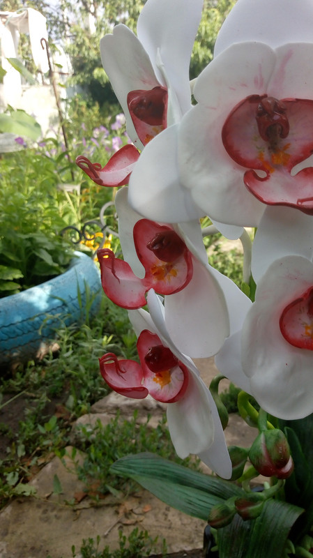 IMG_20180720_170451964