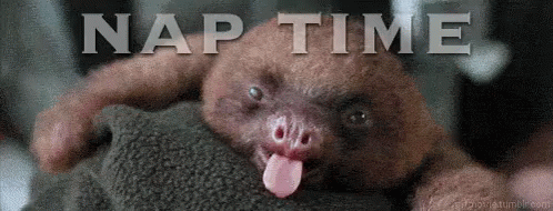 nap-t-ime-sloth.gif