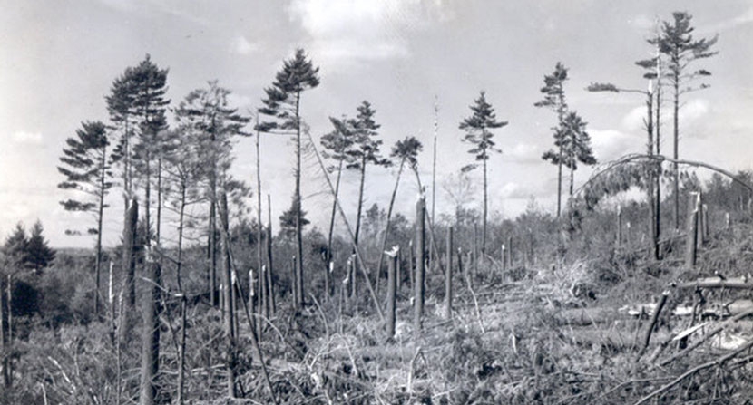 ForestJournal_Wind-damage-from-'38-hurricane_NHDFL