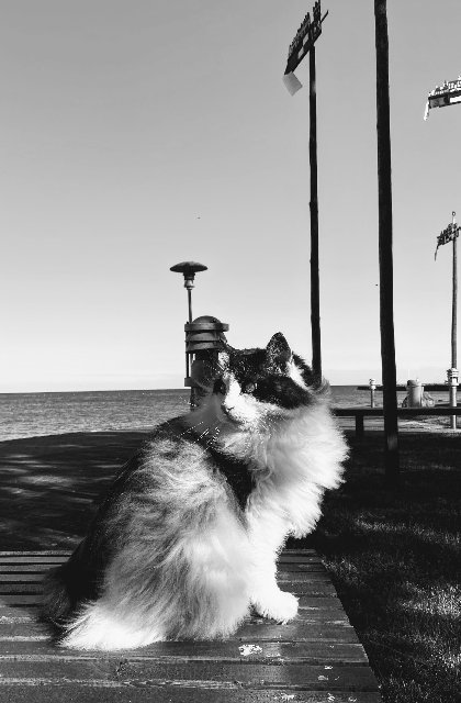 8386-A99-C-05-BF-4776-A83-E-2415248-D494