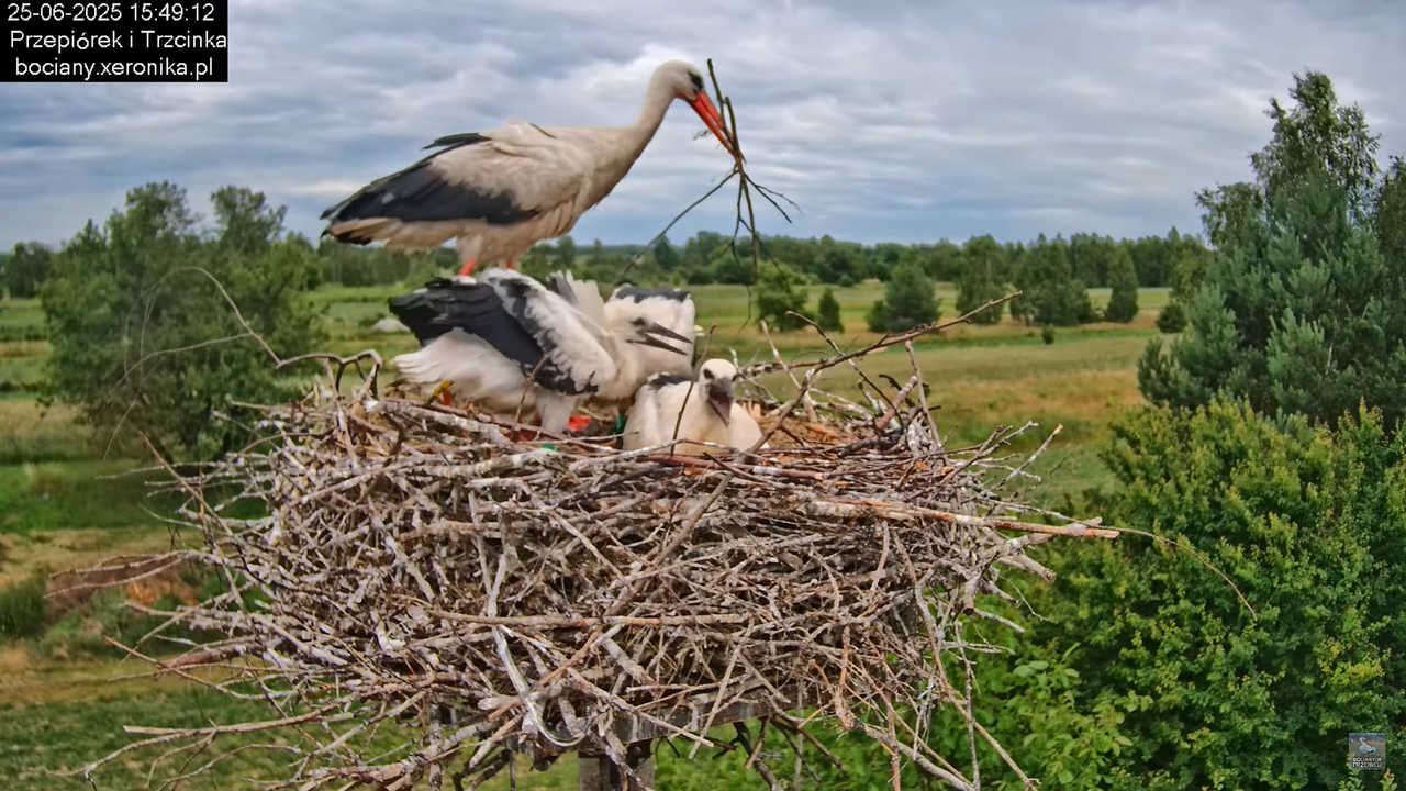 25062025bociany34