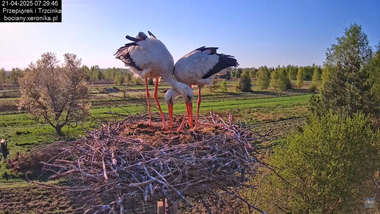 21042025bociany10