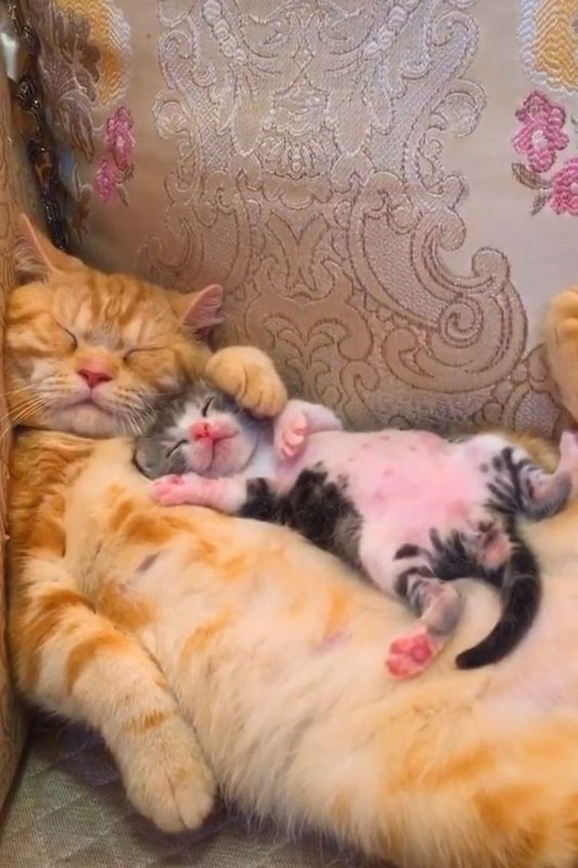 Cat Humor #8