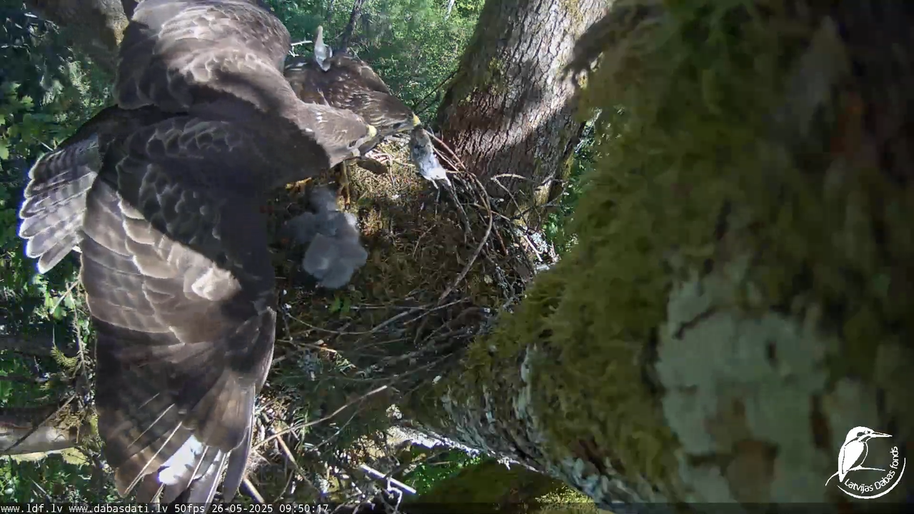 Melnās klijas (Milvus migrans) Kurzemē_ peļu klijāni (Buteo buteo) 13-17-53 screenshot