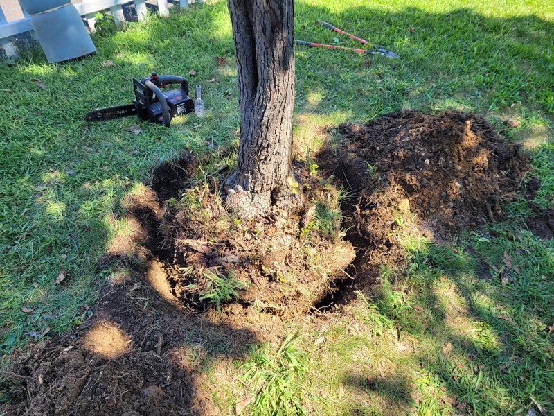 Tree removal moat b 20210902