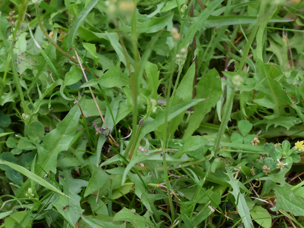 Crépide zoom feuilles