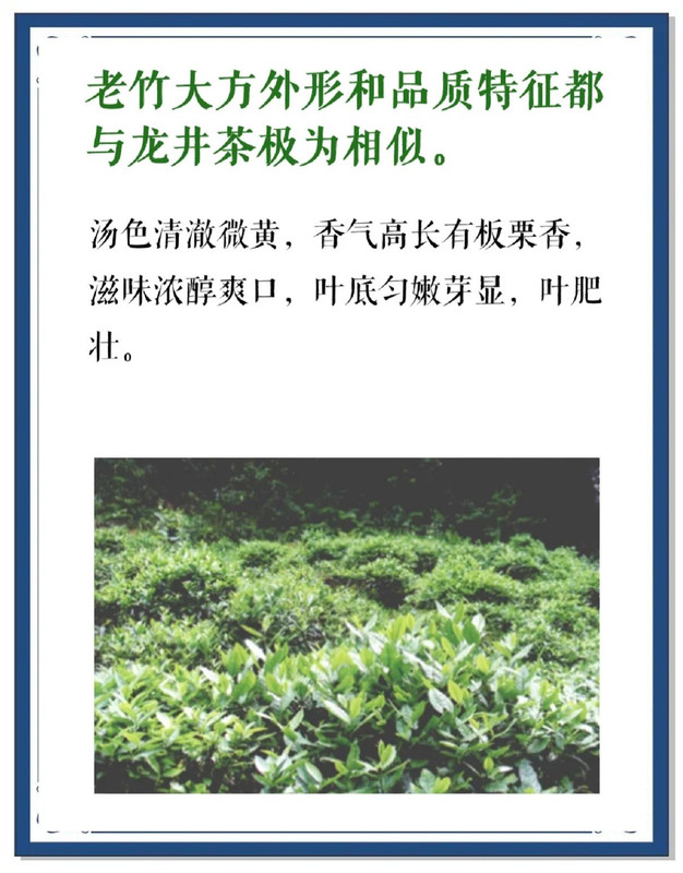Laozhu Dafang: The Timeless Elegance of Anhui’s Iron-Cast Bamboo Leaf Laozhu Dafang: The Timeless Elegance of Anhui’s Iron-Cast Bamboo Leaf