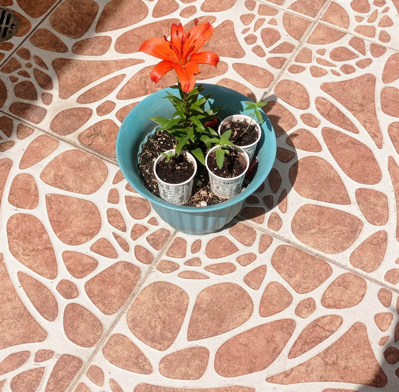 317353288_935743854073174_5867883634155610817_n