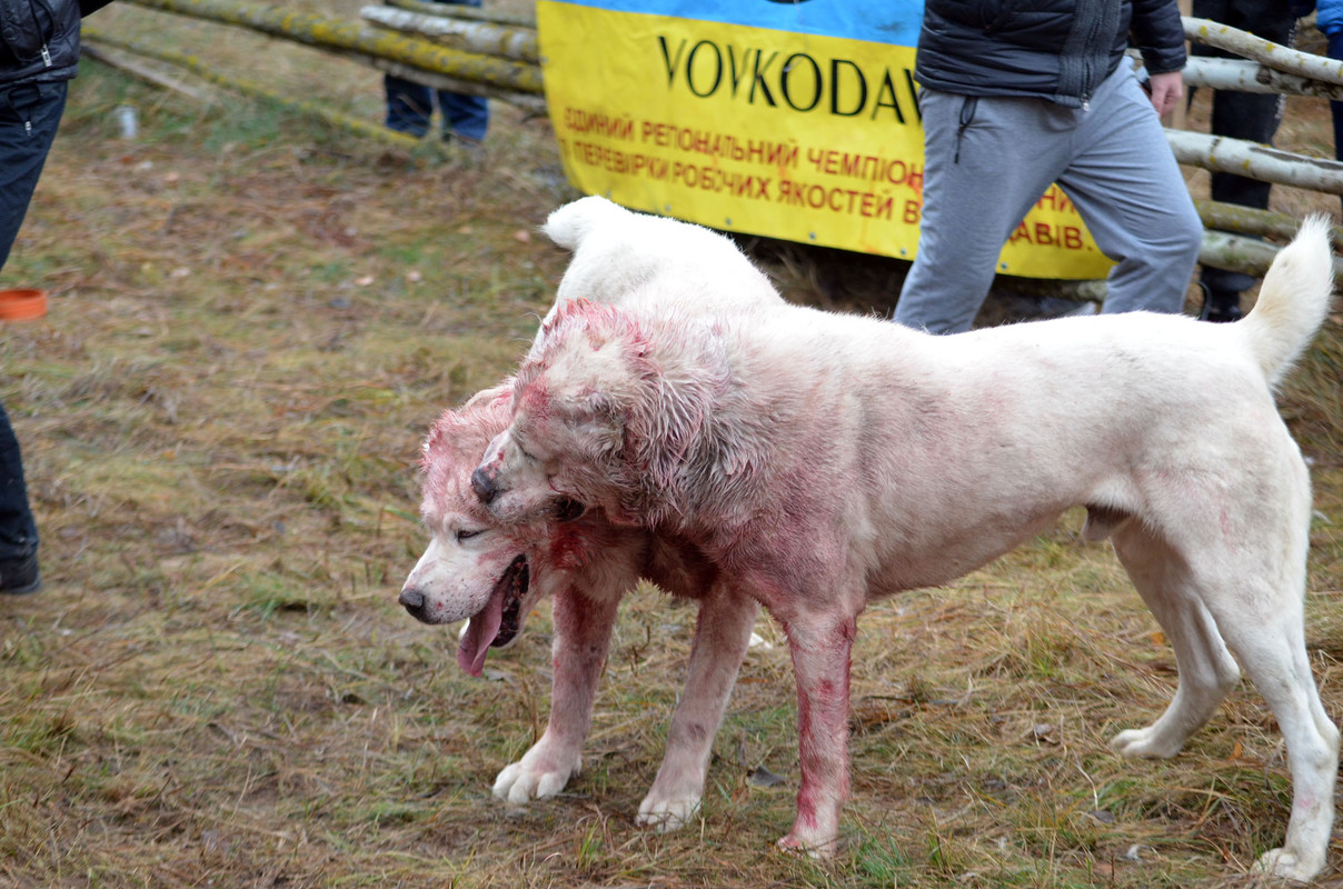 Самурыч-Уран 3     (4)