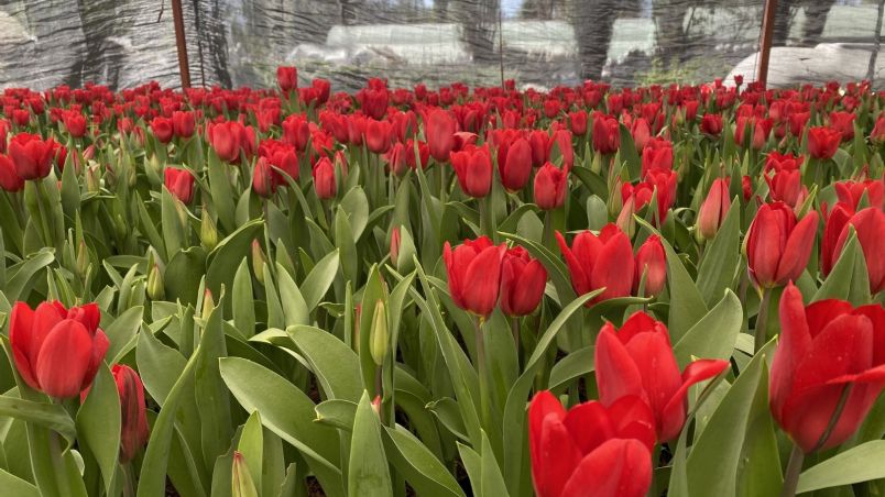 Encuentra las mejores flores para este 14 febrero en la Ciudad de México y el Edomex