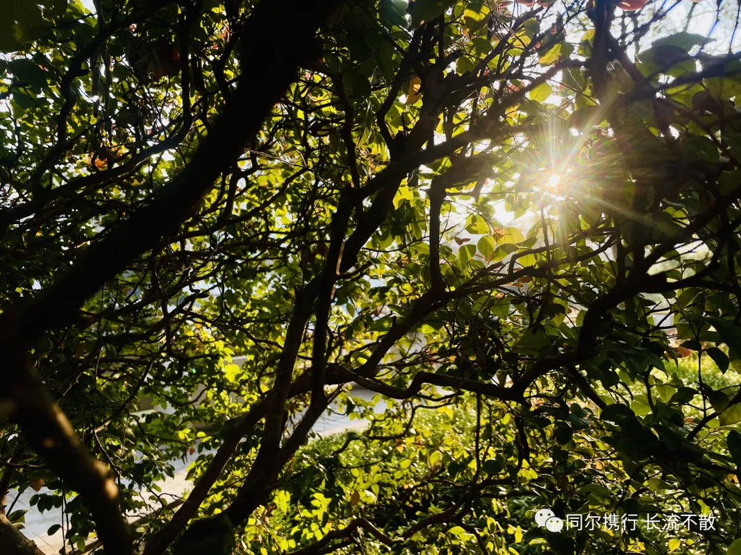 可能由于网络问题没显示出来