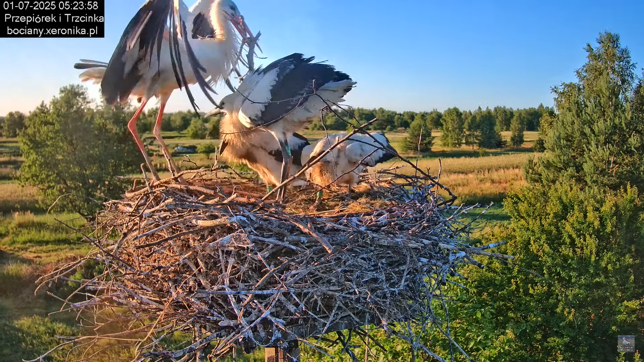 01072025bociany8